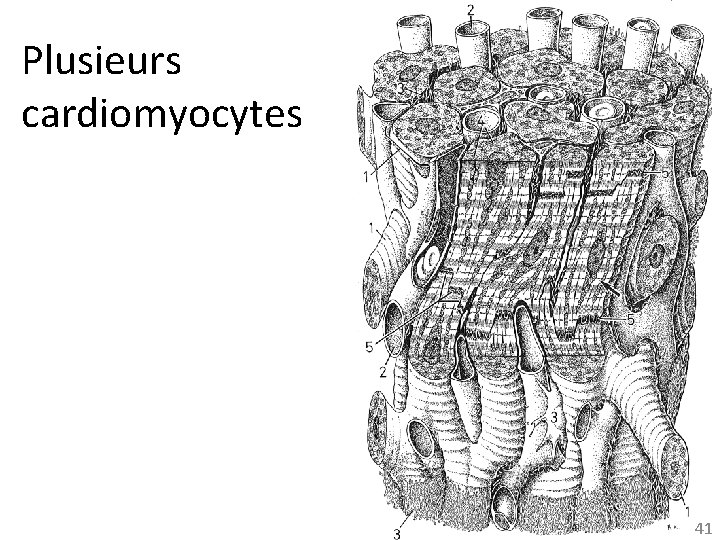 Plusieurs cardiomyocytes 41 