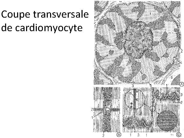 Coupe transversale de cardiomyocyte 42 