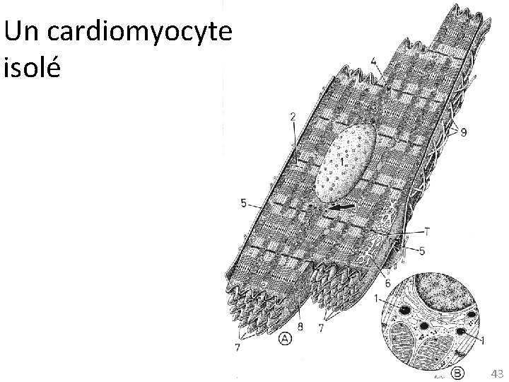 Un cardiomyocyte isolé 43 