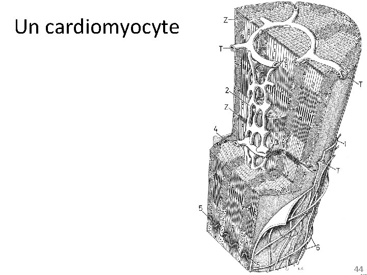 Un cardiomyocyte 44 