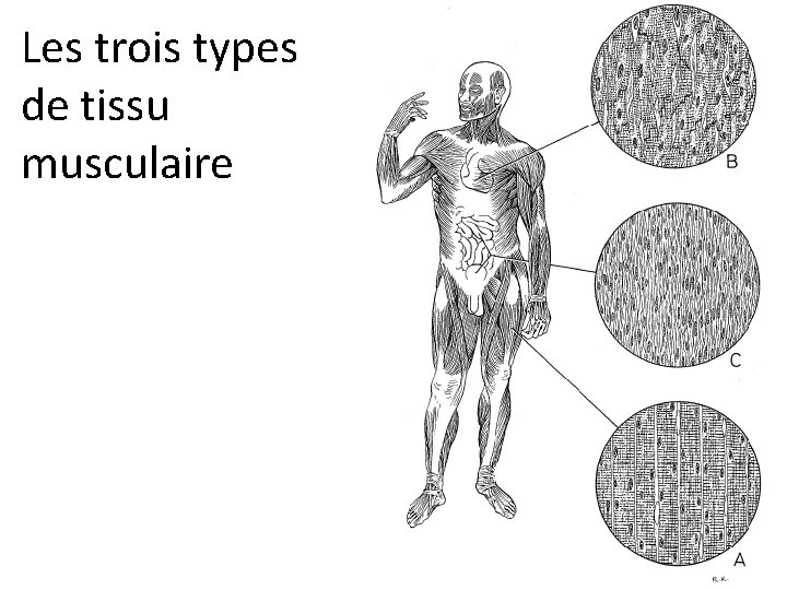 Les trois types de tissu musculaire 