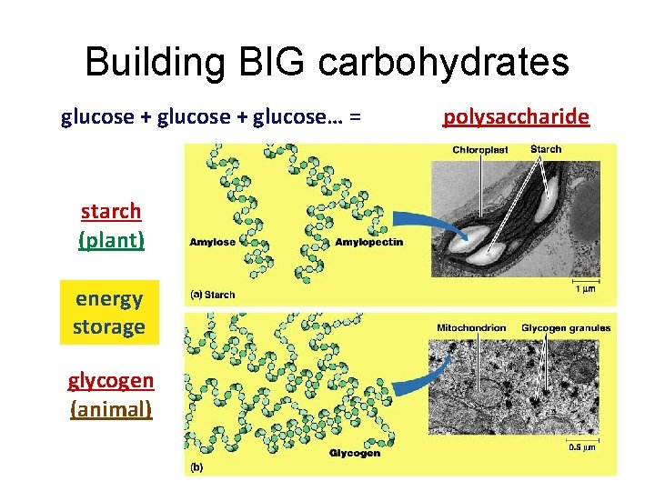 Building BIG carbohydrates glucose + glucose… = starch (plant) energy storage glycogen (animal) polysaccharide