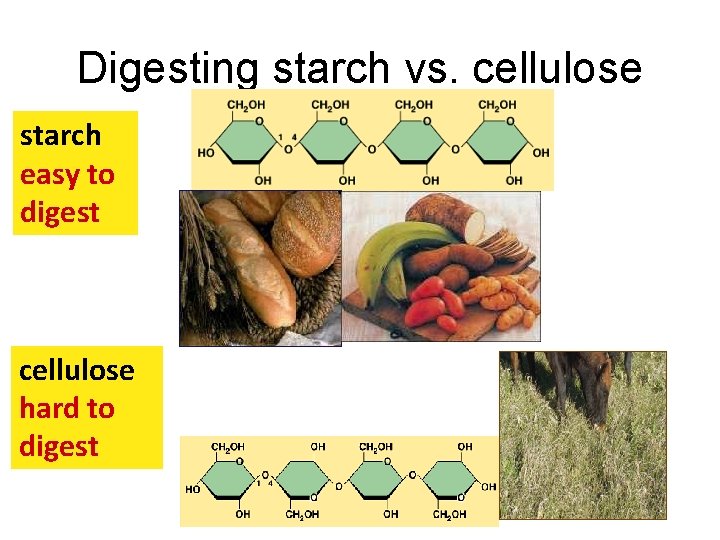 Digesting starch vs. cellulose starch easy to digest cellulose hard to digest 
