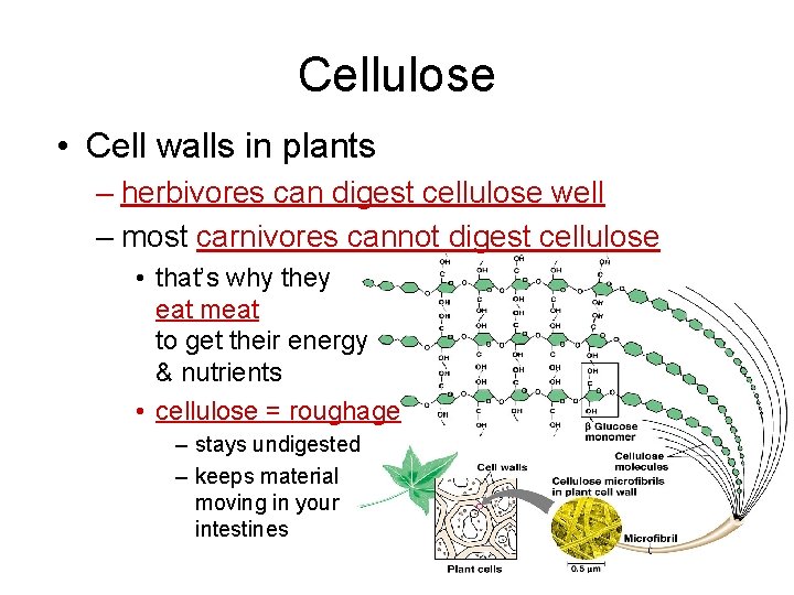 Cellulose • Cell walls in plants – herbivores can digest cellulose well – most