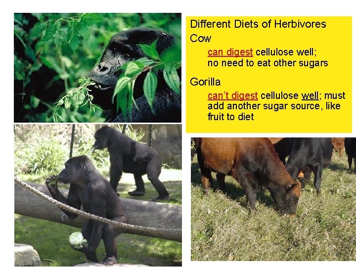 Different Diets of Herbivores Cow can digest cellulose well; no need to eat other