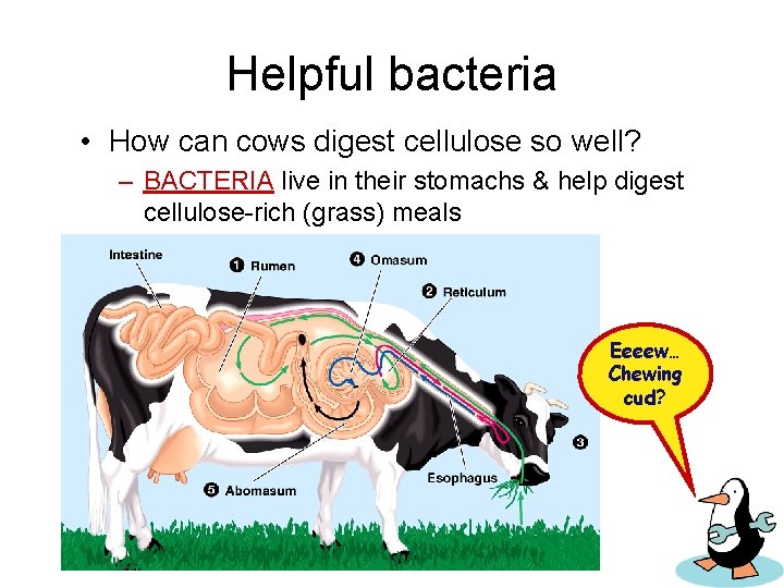 Helpful bacteria • How can cows digest cellulose so well? – BACTERIA live in