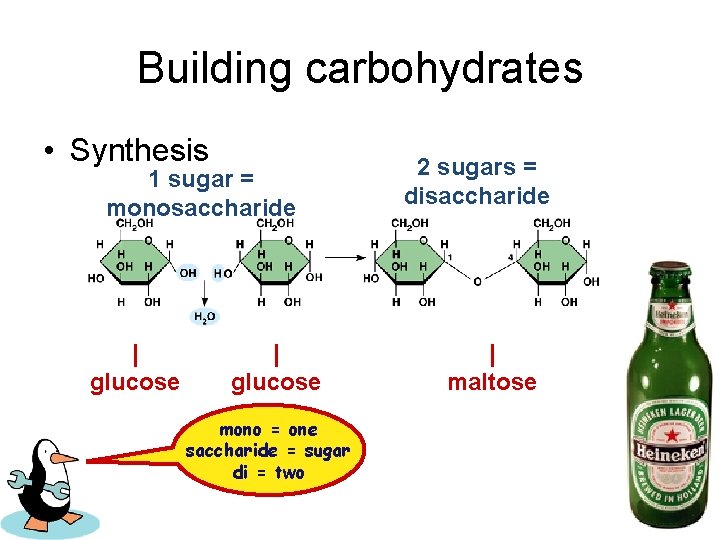 Building carbohydrates • Synthesis 1 sugar = monosaccharide | glucose mono = one saccharide
