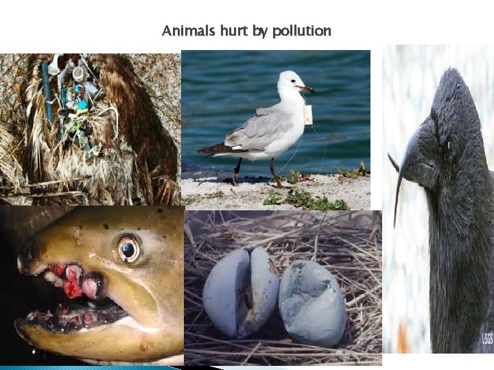 Animals hurt by pollution 