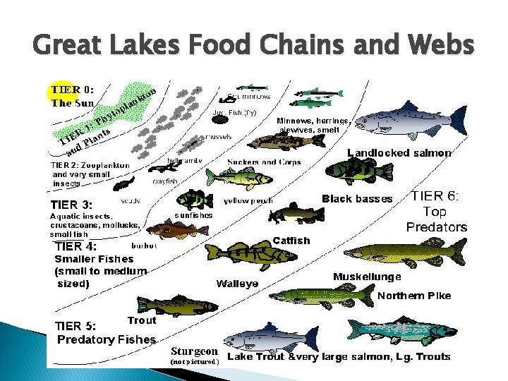 Great Lakes Food Chains and Webs 