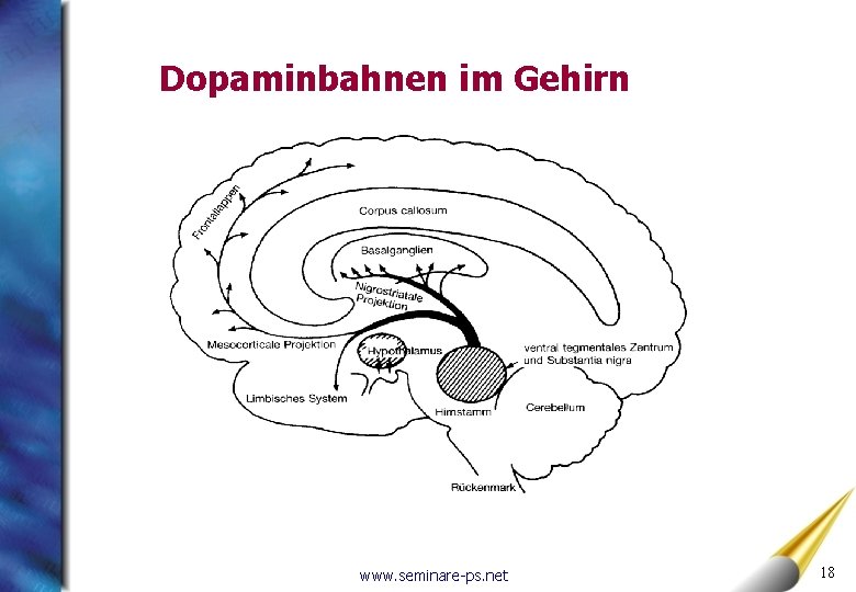 Dopaminbahnen im Gehirn www. seminare-ps. net 18 