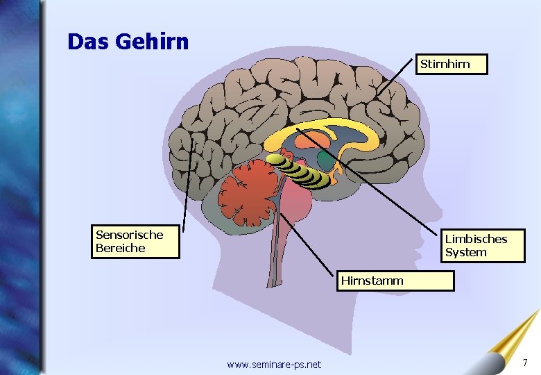 Das Gehirn Stirnhirn Sensorische Bereiche Limbisches System Hirnstamm www. seminare-ps. net 7 