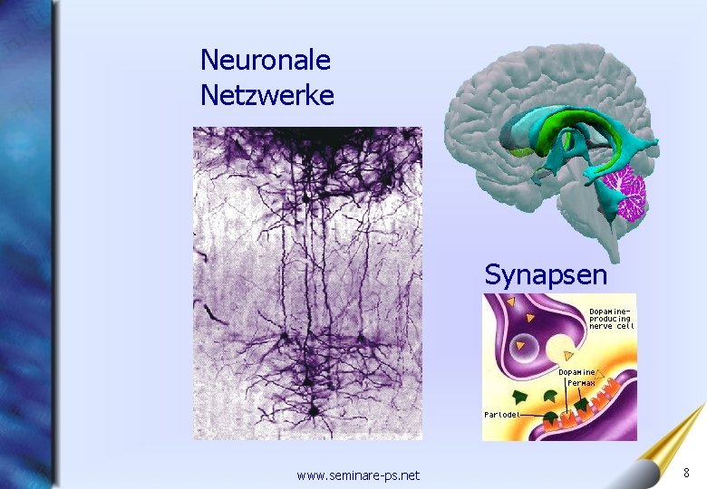 Neuronale Netzwerke Synapsen www. seminare-ps. net 8 