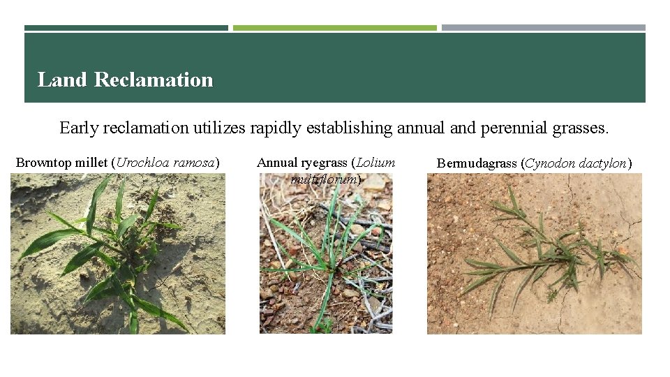 Land Reclamation Early reclamation utilizes rapidly establishing annual and perennial grasses. Browntop millet (Urochloa