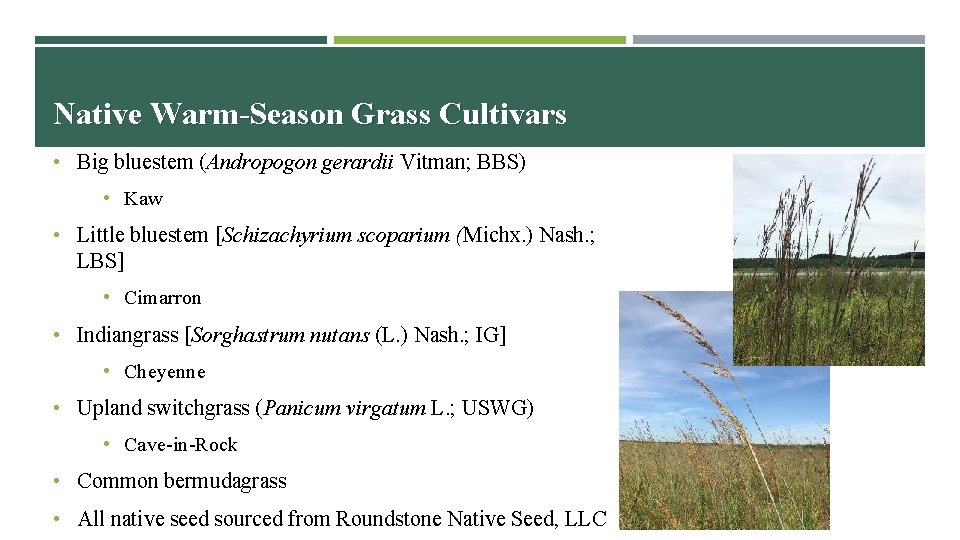 Native Warm-Season Grass Cultivars • Big bluestem (Andropogon gerardii Vitman; BBS) • Kaw •