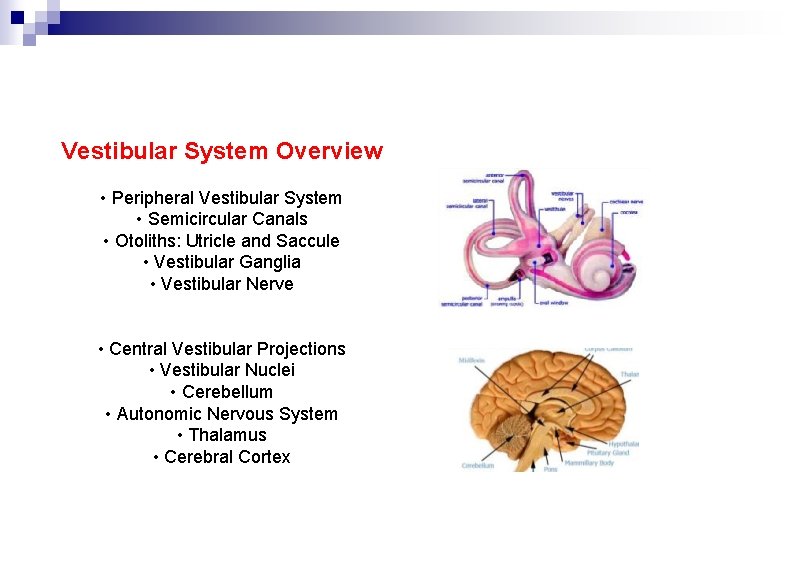 Vestibular System Overview • Peripheral Vestibular System • Semicircular Canals • Otoliths: Utricle and