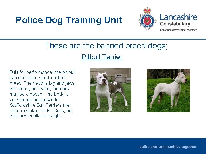 Police Dog Training Unit These are the banned breed dogs; Pitbull Terrier Built for Police Dog Training Unit These are the banned breed dogs; Pitbull Terrier Built for