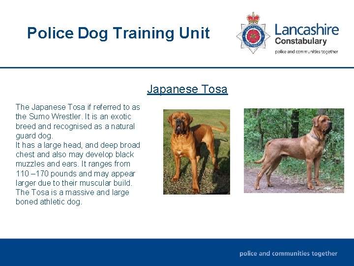 Police Dog Training Unit Japanese Tosa The Japanese Tosa if referred to as the Police Dog Training Unit Japanese Tosa The Japanese Tosa if referred to as the