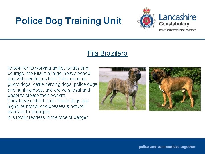 Police Dog Training Unit Fila Brazilero Known for its working ability, loyalty and courage, Police Dog Training Unit Fila Brazilero Known for its working ability, loyalty and courage,