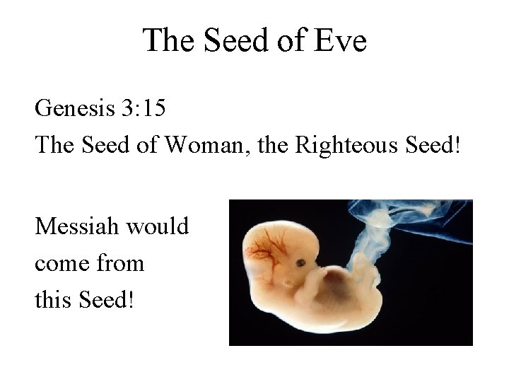 The Seed of Eve Genesis 3: 15 The Seed of Woman, the Righteous Seed!