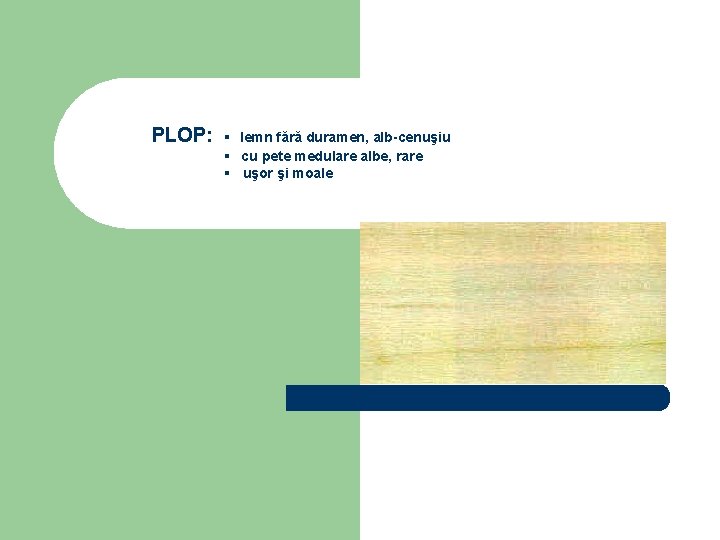 PLOP: ▪ lemn fără duramen, alb-cenuşiu ▪ cu pete medulare albe, rare ▪ uşor