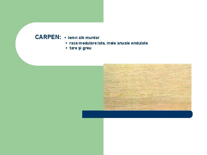 CARPEN: ▪ lemn alb murdar ▪ raze medulare late, inele anuale ondulate ▪ tare