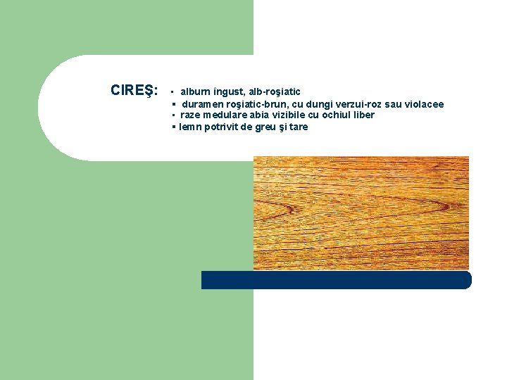 CIREŞ: ▪ alburn îngust, alb-roşiatic ▪ duramen roşiatic-brun, cu dungi verzui-roz sau violacee ▪