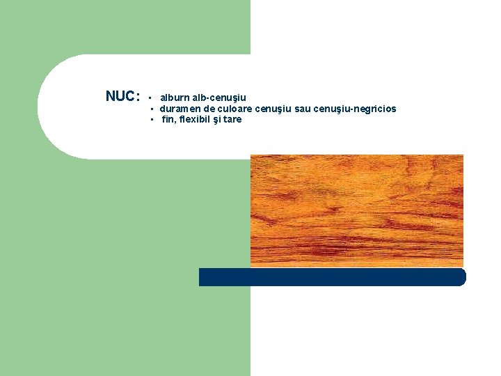NUC: ▪ alburn alb-cenuşiu ▪ duramen de culoare cenuşiu sau cenuşiu-negricios ▪ fin, flexibil
