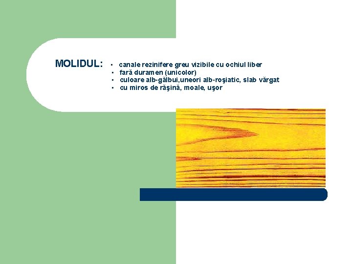 MOLIDUL: ▪ ▪ canale rezinifere greu vizibile cu ochiul liber fară duramen (unicolor) culoare