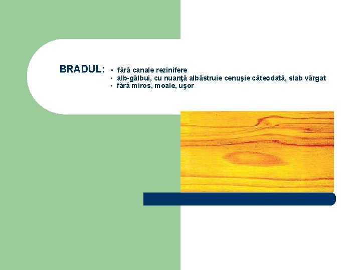 BRADUL: ▪ fără canale rezinifere ▪ alb-gălbui, cu nuanţă albăstruie cenuşie câteodată, slab vărgat