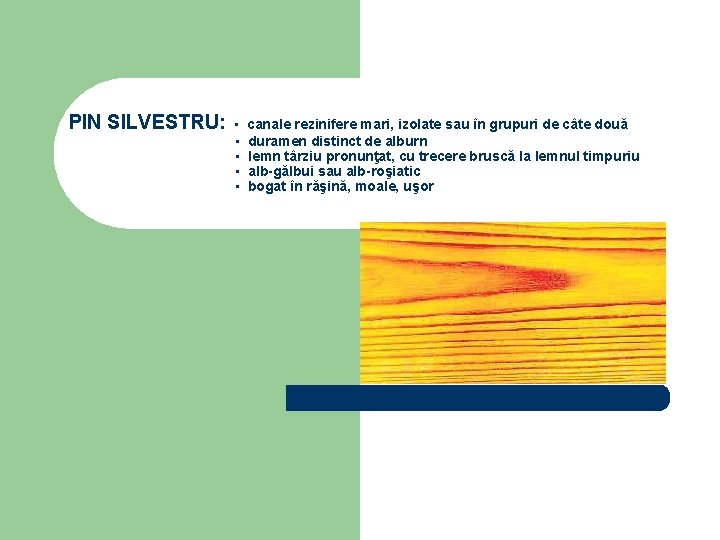 PIN SILVESTRU: ▪ ▪ ▪ canale rezinifere mari, izolate sau în grupuri de câte