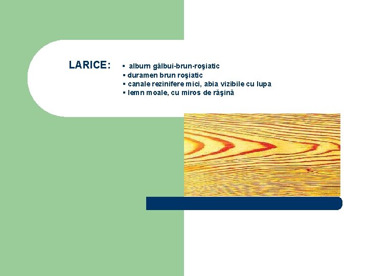 LARICE: ▪ alburn gălbui-brun-roşiatic ▪ duramen brun roşiatic ▪ canale rezinifere mici, abia vizibile