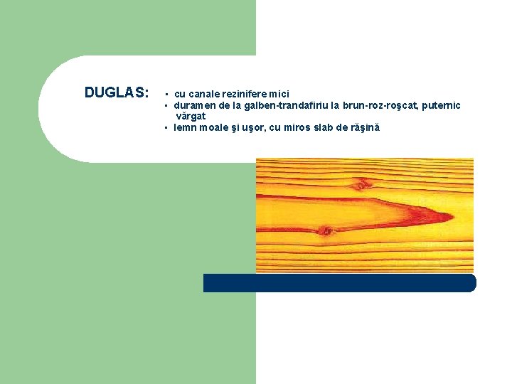 DUGLAS: ▪ cu canale rezinifere mici ▪ duramen de la galben-trandafiriu la brun-roz-roşcat, puternic