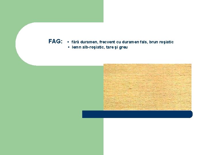FAG: ▪ fără duramen, frecvent cu duramen fals, brun roşiatic ▪ lemn alb-roşiatic, tare