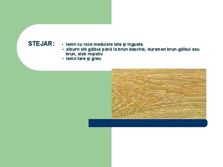STEJAR: ▪ lemn cu raze medulare late şi înguste ▪ alburn alb gălbui până
