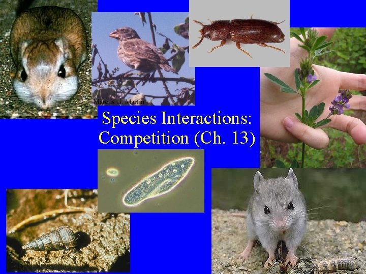 Species Interactions: Competition (Ch. 13) 
