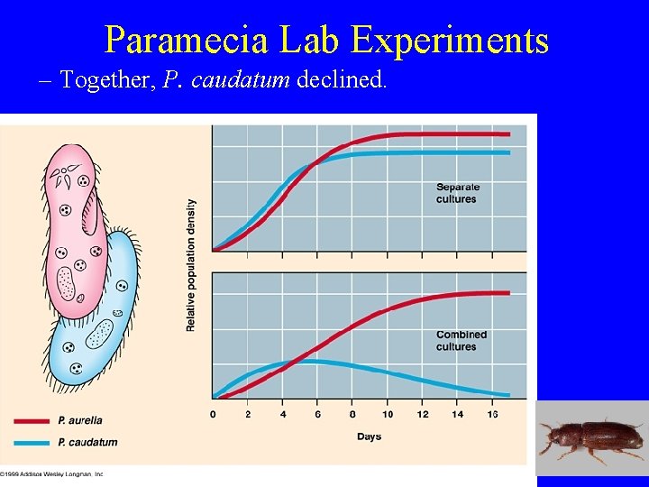 Paramecia Lab Experiments – Together, P. caudatum declined. 