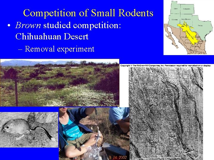 Competition of Small Rodents • Brown studied competition: Chihuahuan Desert – Removal experiment 