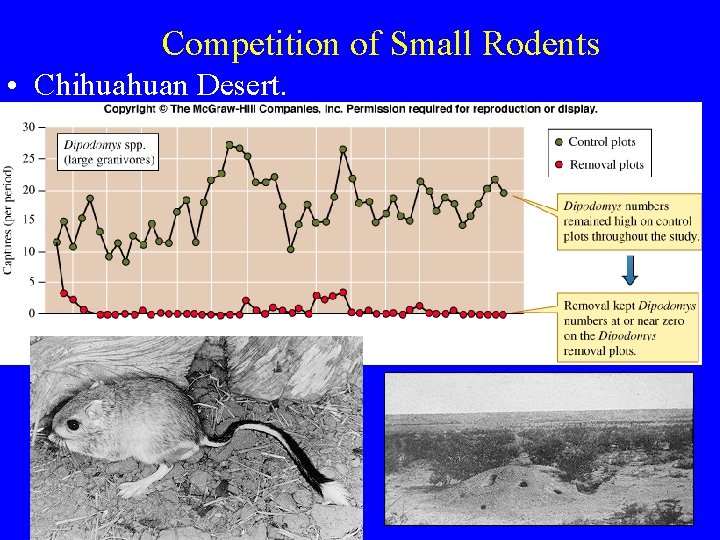 Competition of Small Rodents • Chihuahuan Desert. 