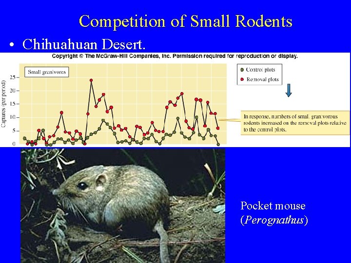 Competition of Small Rodents • Chihuahuan Desert. Pocket mouse (Perognathus) 