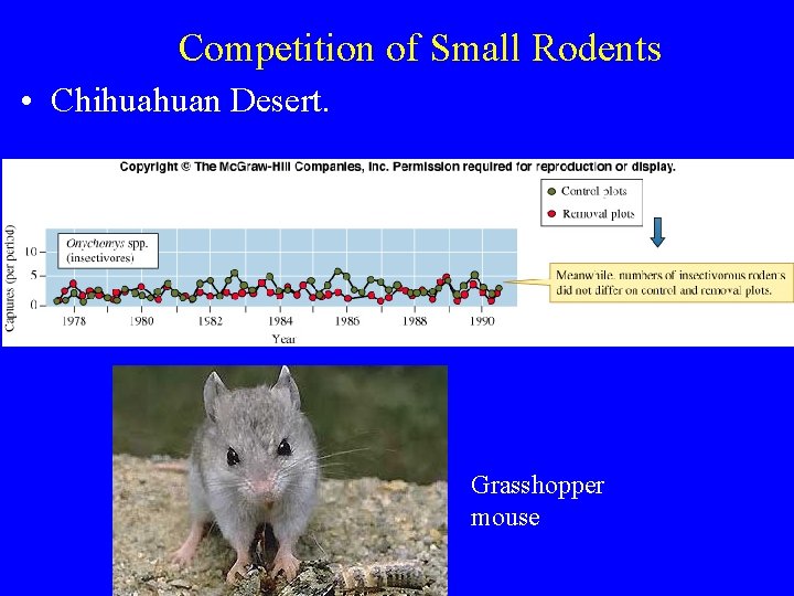 Competition of Small Rodents • Chihuahuan Desert. Grasshopper mouse 