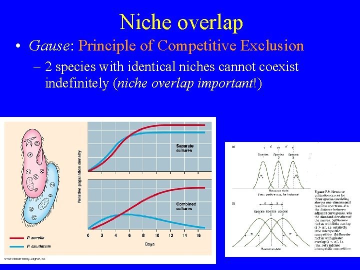 Niche overlap • Gause: Principle of Competitive Exclusion – 2 species with identical niches