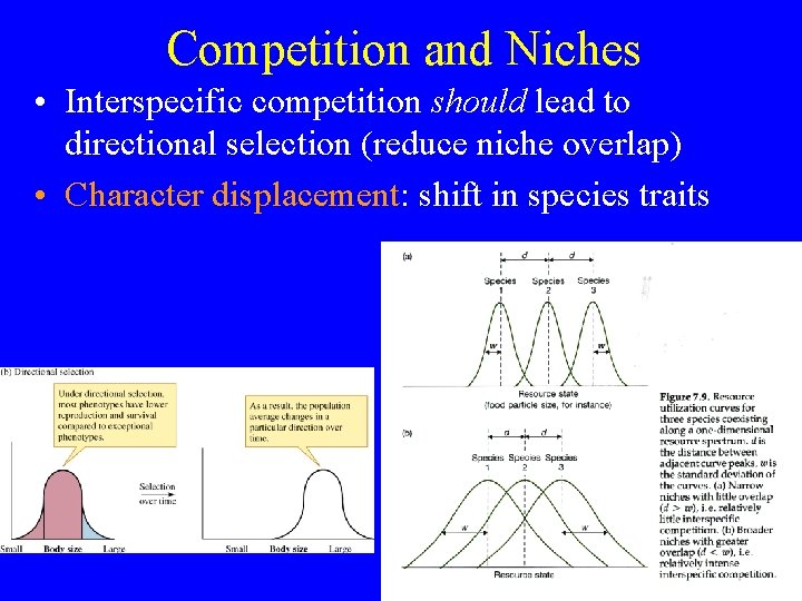 Competition and Niches • Interspecific competition should lead to directional selection (reduce niche overlap)