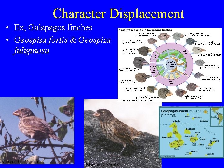 Character Displacement • Ex, Galapagos finches • Geospiza fortis & Geospiza fuliginosa 