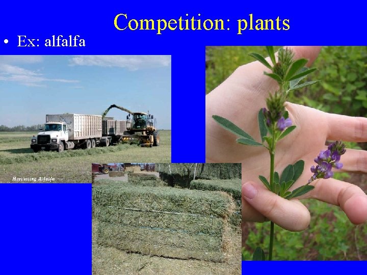  • Ex: alfalfa Competition: plants 