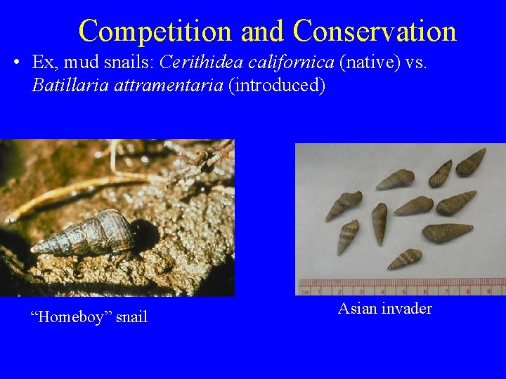 Competition and Conservation • Ex, mud snails: Cerithidea californica (native) vs. Batillaria attramentaria (introduced)