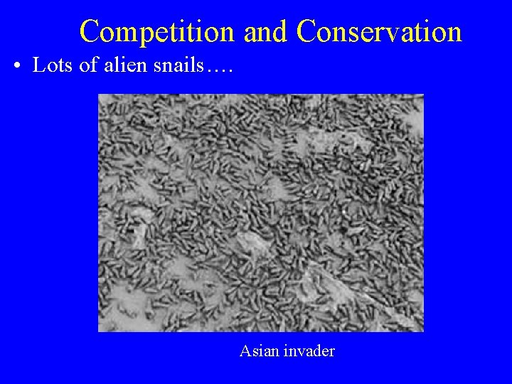 Competition and Conservation • Lots of alien snails…. Asian invader 