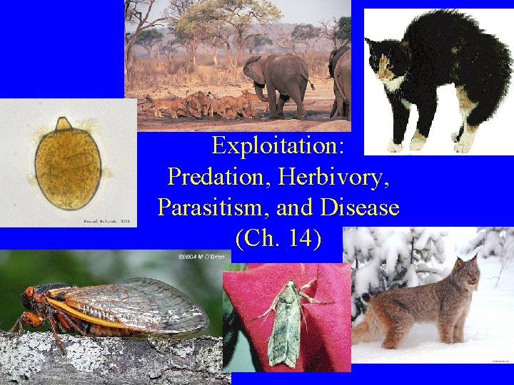 Exploitation: Predation, Herbivory, Parasitism, and Disease (Ch. 14) 