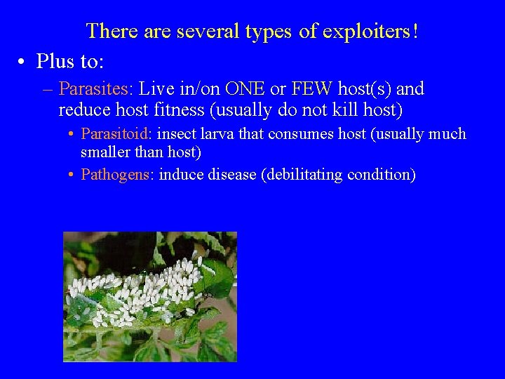 There are several types of exploiters! • Plus to: – Parasites: Live in/on ONE