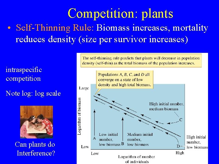 Competition: plants • Self-Thinning Rule: Biomass increases, mortality reduces density (size per survivor increases)