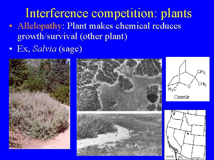 Interference competition: plants • Allelopathy: Plant makes chemical reduces growth/survival (other plant) • Ex,
